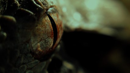 Deadly Snake Filmed on iPhone 4S | iPhone Films Ep3