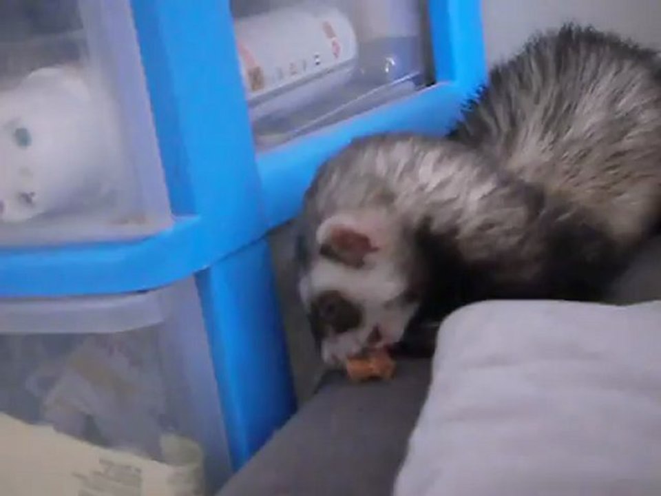 Izzy et son poulet sèché