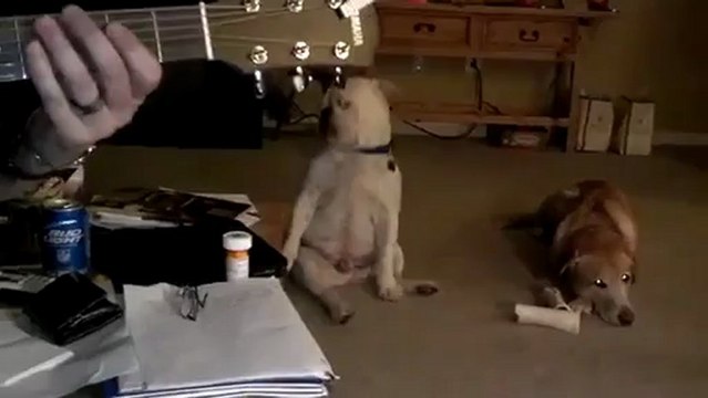 Un Bulldog anglais sourd, danse sur du blues !