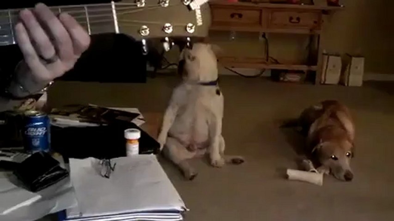 Un Bulldog anglais sourd, danse sur du blues !