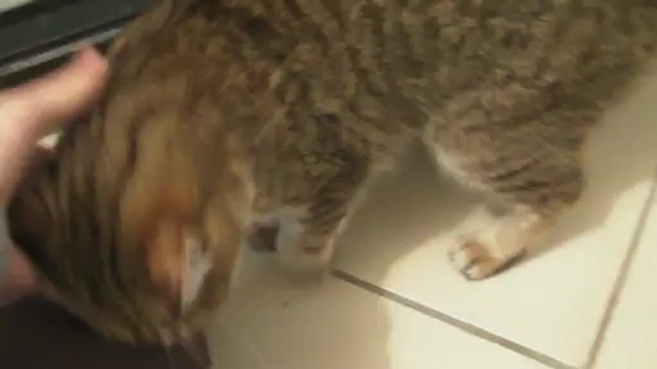 Babou