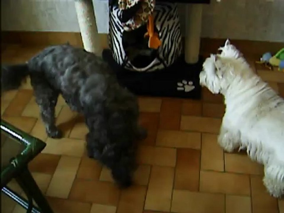 vieo de mes loustics