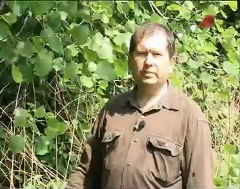 Веники для бани