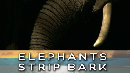 Elephant herd up close