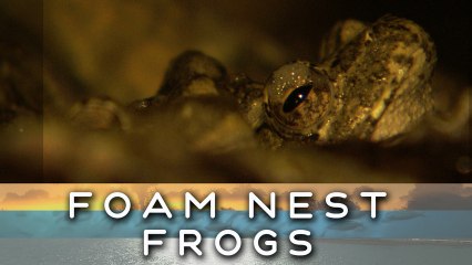 Frogs make "bubble nests"