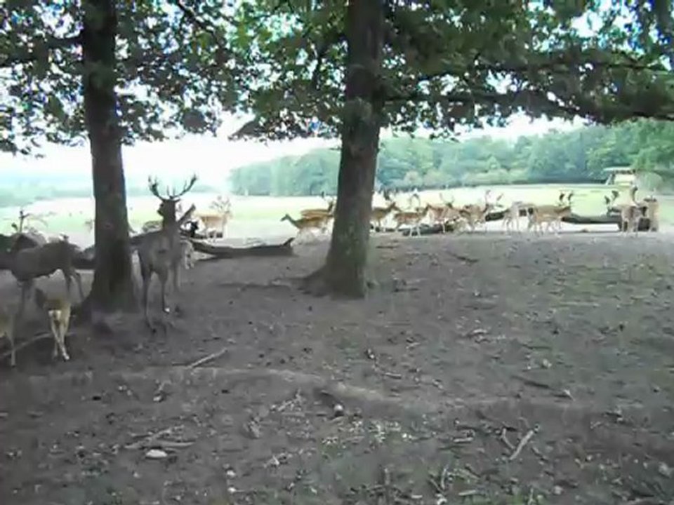 PARC ANIMALIER DE SAINTE - CROIX 57810 RHODES M&F s