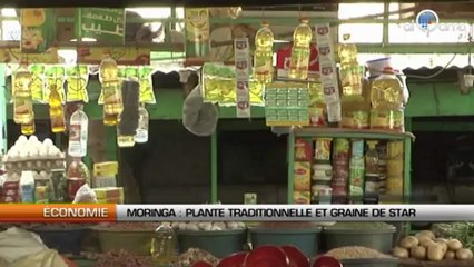 Moringa: Plante traditionnelle et graine de star