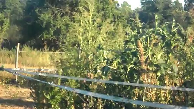 Les premiers pas de Ogame à Chisum... c'est bon de se dégourdir les pattes après 3h de route ^^