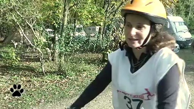 Bêtes d'Yvelines : Les chiens de traineaux