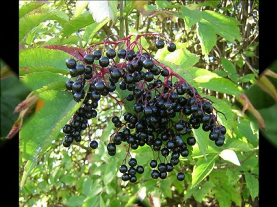 Natural Cold and Flu Remedies