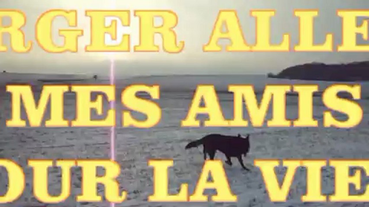 KOMO  MON CHIEN BERGER ALLEMAND