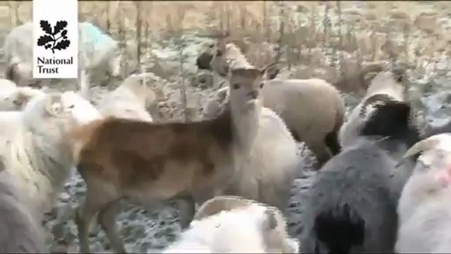 Le chevreuil qui pensait être un mouton