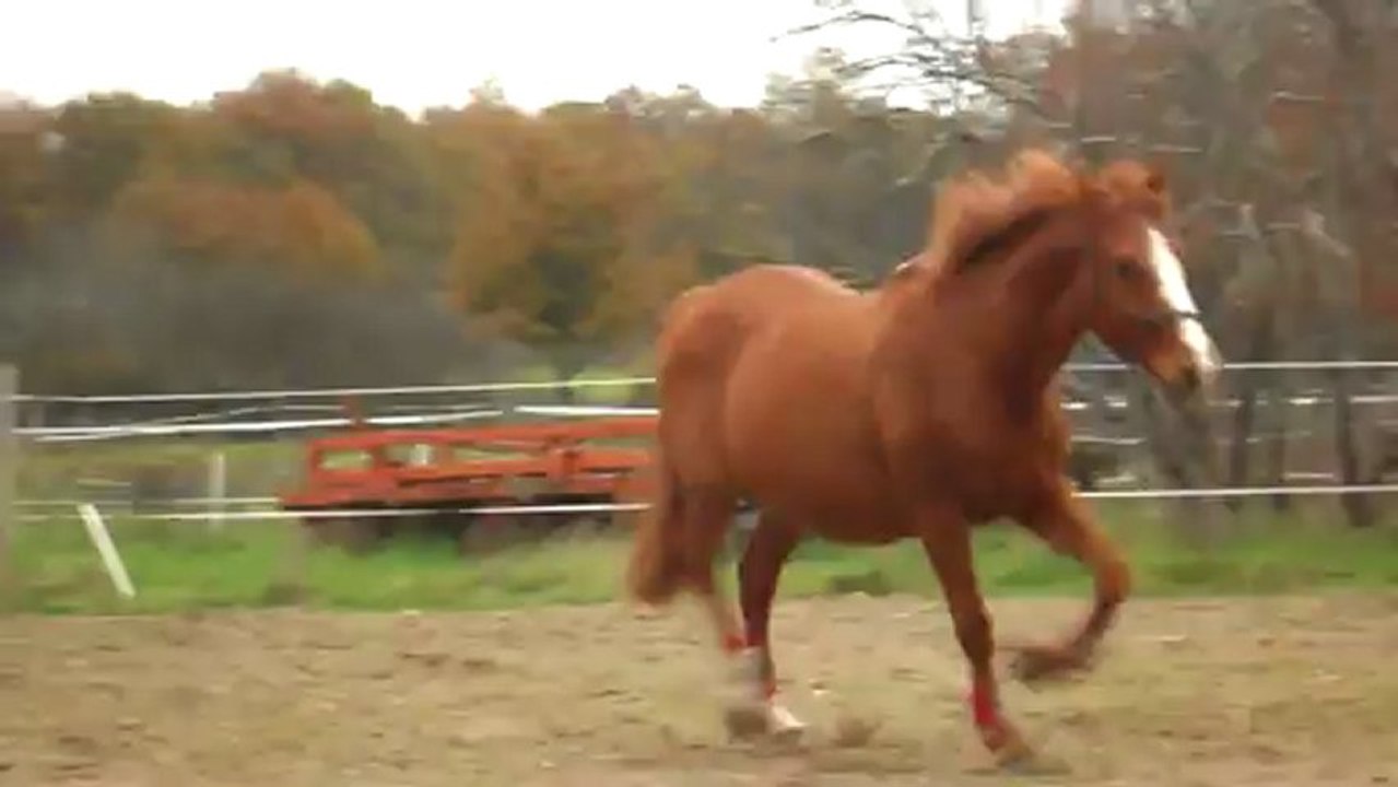 Trotteur français Grem saute