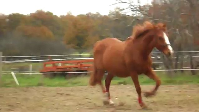 Trotteur français Grem saute