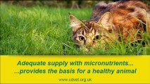 Natural cat food. Why natural cat food is the best for your cat?