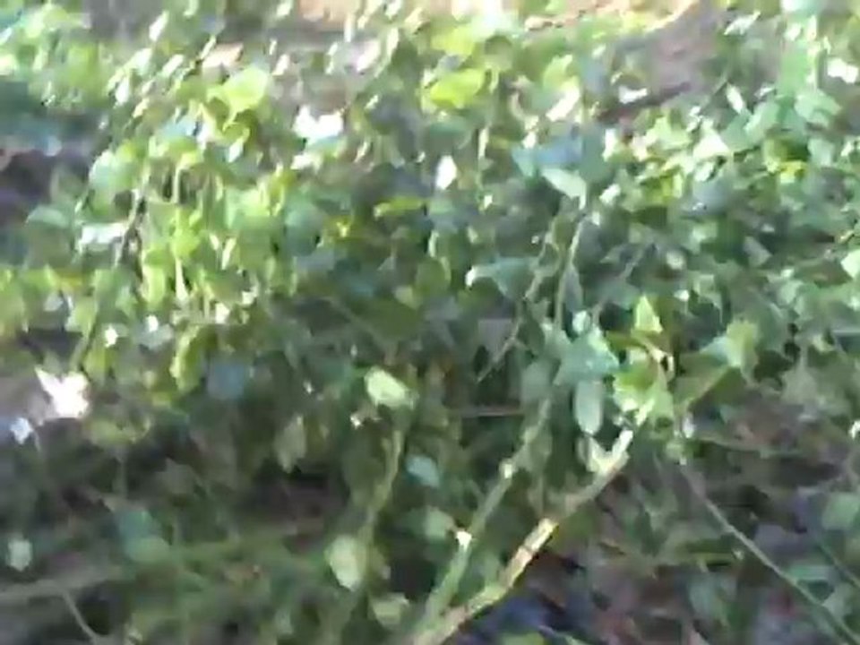 CLIP0463