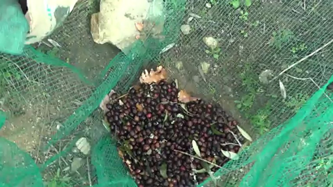 ramassage des olives