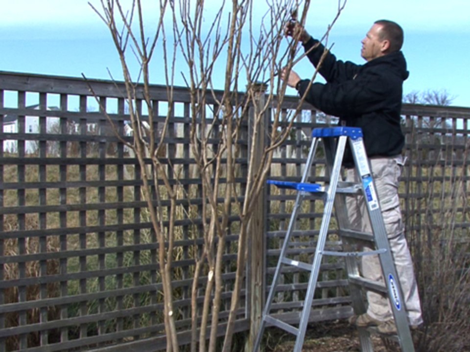 How To Prune A Crepe Myrtle