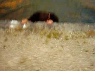 victimisation de LOMB BOY!! mdr!