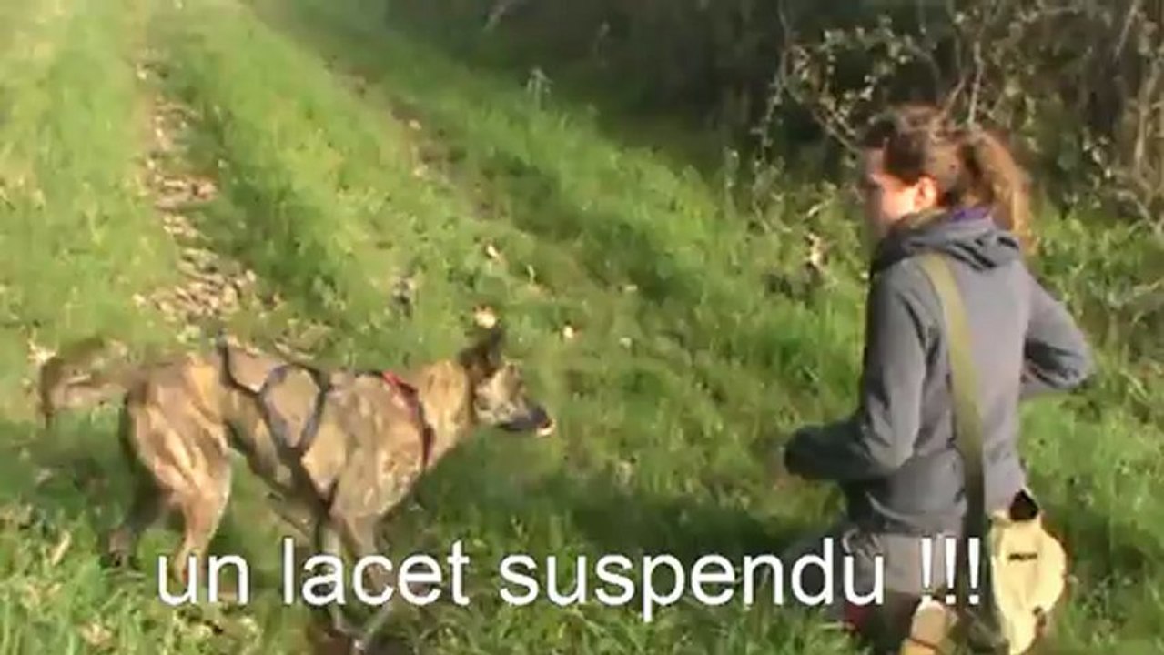 entrainement de recherche utilitaire avec un Berger hollandais