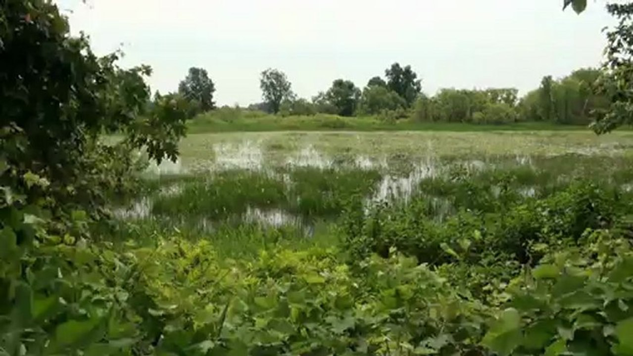 C'est le réveil de la nature - Albert Viau (1937)