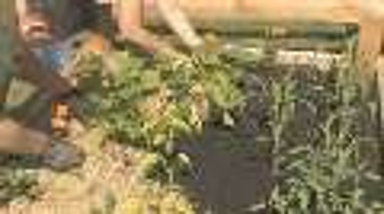 Planting Out