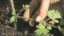 Early Pruning of Tomato Plants