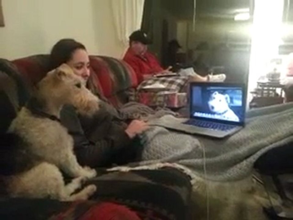 Deux chiens discutent par le biais de Skype
