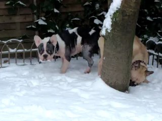 bouledogue francais