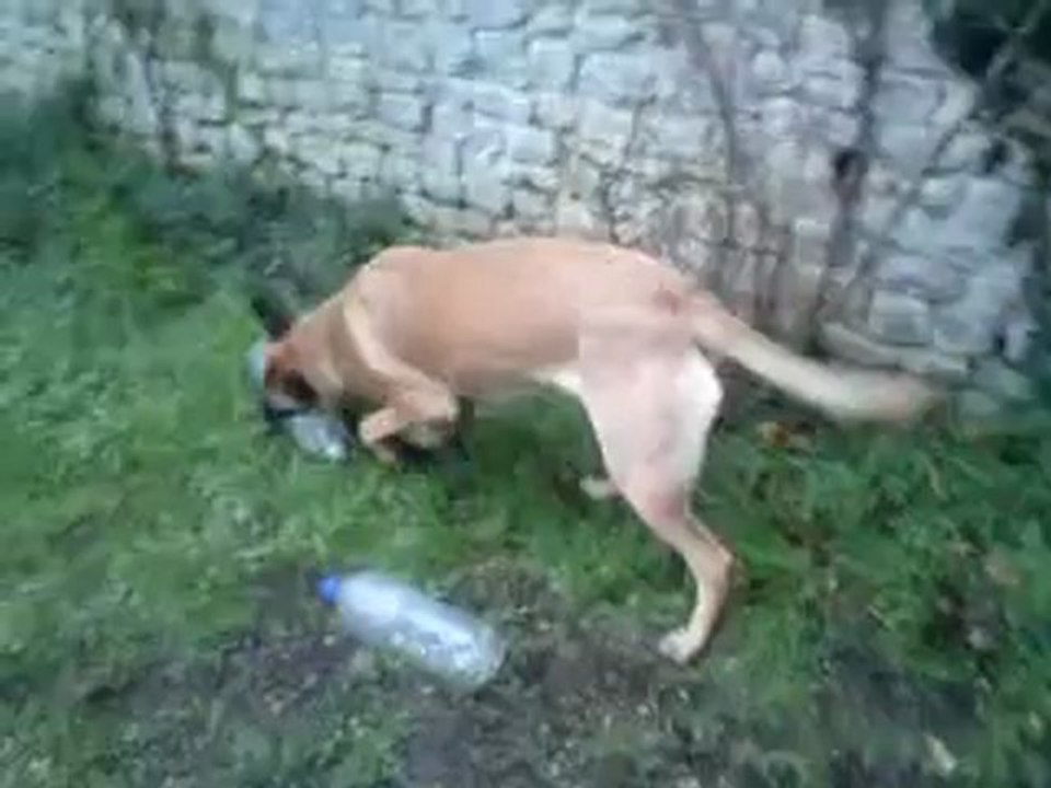 Gala et ses bouteilles