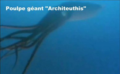 Poulpe Géant de plus de 8 mètres: Info ou intox
