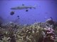 La polynésie ou le paradis des requins