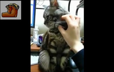 Un predatore crepuscolare non si fa comandare