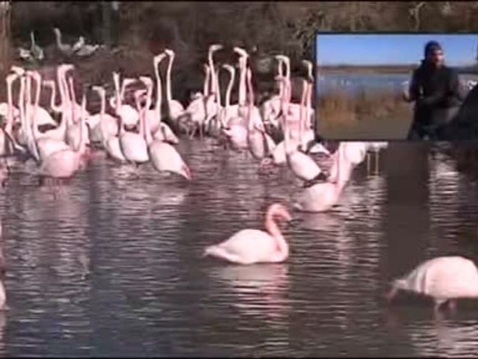 Territoire au Parc Ornithologique du Pont de Gau - Partie 2 (18-01-2013)