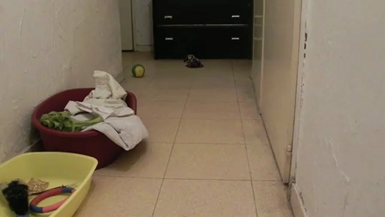 youki et la balle hérisson