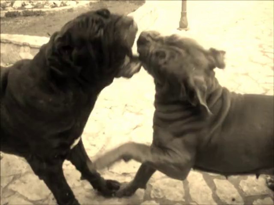 mastino napoletano titti detta la scassaminchia