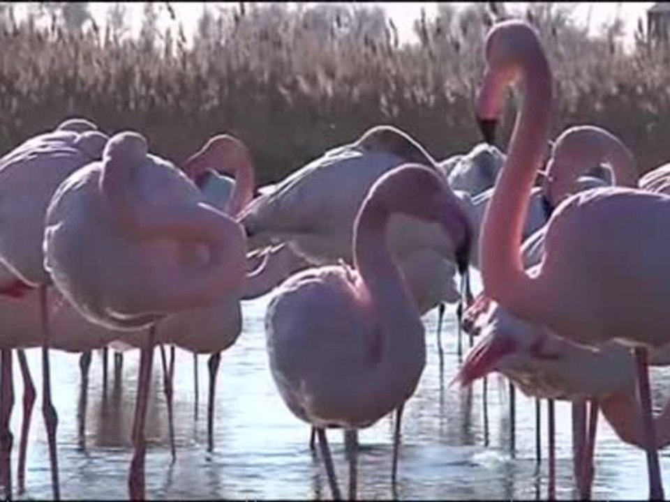 Territoire au Parc Ornithologique du Pont de Gau - Partie 1 (18-01-2013)