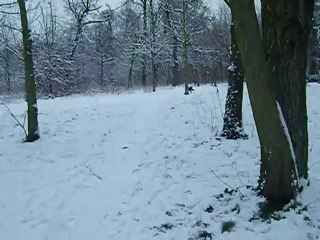 Fuchsia dans la neige janv 2013