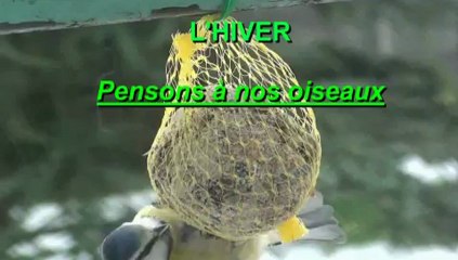 L'hiver pensons à nos oiseaux
