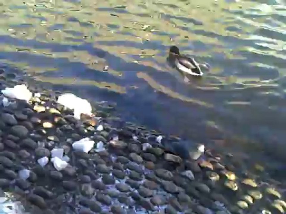 CLIP0485