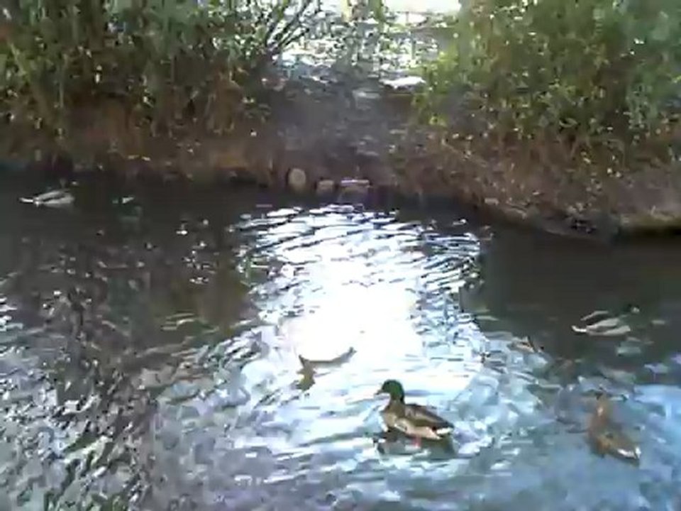 CLIP0480
