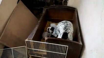 KURZHAAR AV KÖPEKLERİ