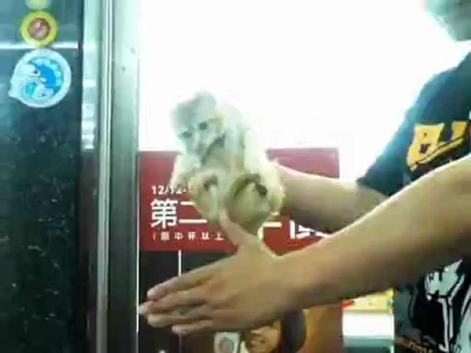 Ce magicien fait apparaître un chat entre ses mains