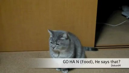 Bu kedi ne anlatmaya çalışıyor?