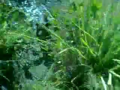 Paseo por el campo con mis perros y los de mis amigos