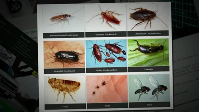 All-Pest Control Services Inc.