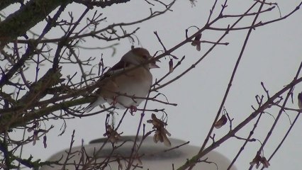 L'hiver au centre Gériatrique des Capucins