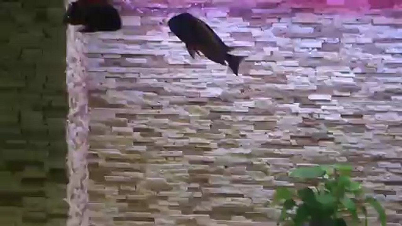 F0 ilangi yellow show boy