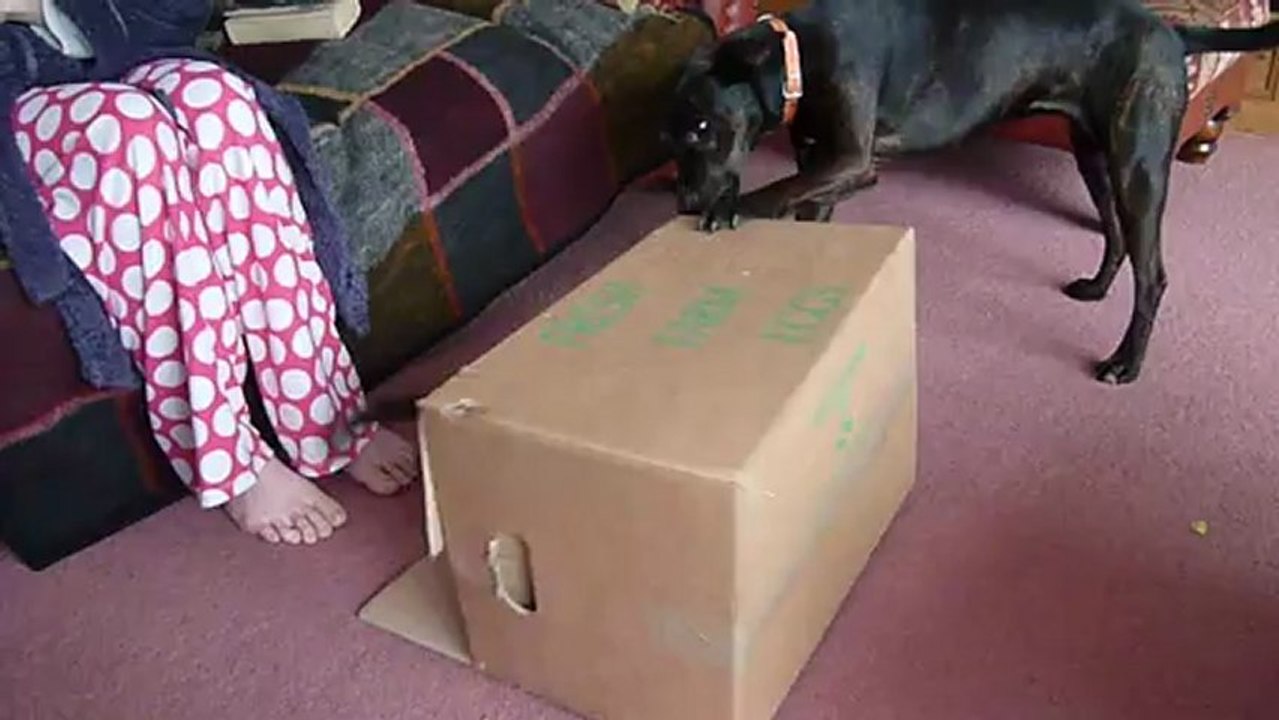 Box fight