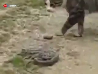 Kedi İle Yılanın Ölümüne Mücadelesi